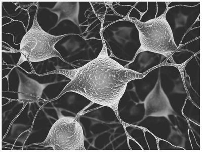 Microscopic image of neural network
