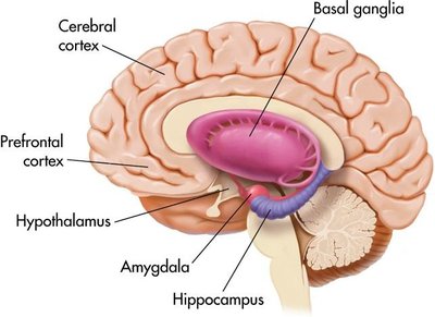 Diagram of adolescent brain regions