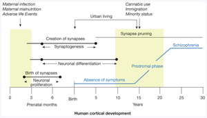 Timeline of neurodevelopmental and environmental risk factors for schizophrenia