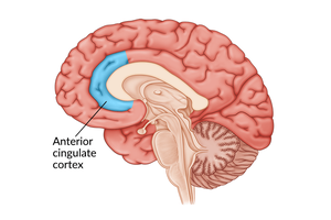 Brain diagram highlighting anterior cingulate cortex