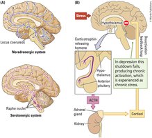 Brain diagrams of noradrenergic and serotonergic systems, and HPA axis in depression