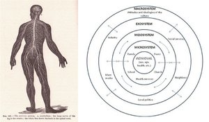Ecological model of social and biological influences