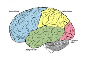 Diagram of the brain's four lobes