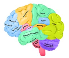 Brain regions and their functions