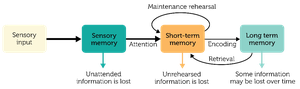 Atkinson-Shiffrin Model of Memory