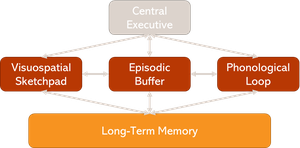 Baddeley & Hitch Working Memory Model