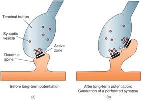 Long-Term Potentiation at the Synapse