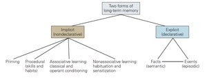 Medial Temporal Lobe Structures