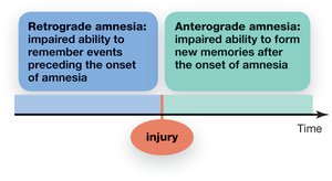 Medial Temporal Lobe Structures in Memory