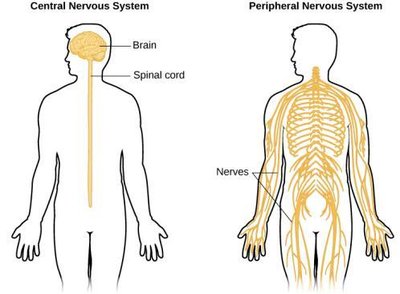 Diagram of Central and Peripheral Nervous System