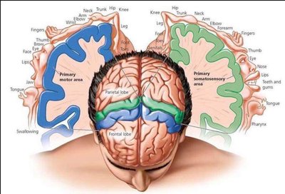 Diagram of the primary motor and somatosensory cortex, showing body part representation