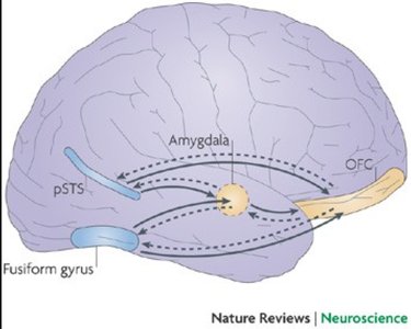Diagram showing connections between the fusiform gyrus, amygdala, and orbitofrontal cortex