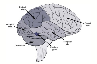 Brain activation in the right fusiform gyrus for non-experts and experts