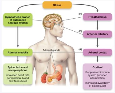 Stress physiology diagram