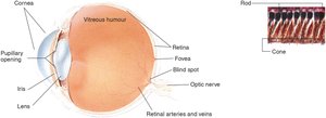 Diagram of the human eye with labeled parts including cornea, lens, retina, fovea, optic nerve, and photoreceptors