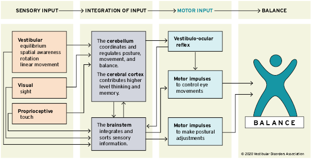 Flowchart showing sensory input, integration, and motor output for balance