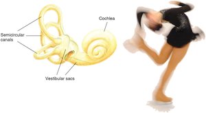 Diagram of semicircular canals and vestibular sacs with a figure skater illustrating balance
