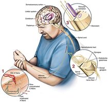 Diagram showing the neural pathways of pain sensation and modulation