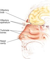 Diagram of the olfactory system showing the olfactory bulb and epithelium