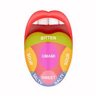 Diagram of the tongue showing regions for different taste sensations