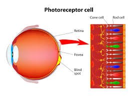 Diagram showing the location of rods and cones in the retina and their structure