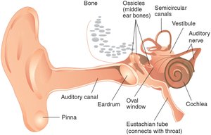 Diagram of the human ear showing outer, middle, and inner ear structures