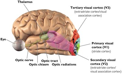 Visual Pathways in the Brain