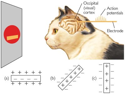 Feature Detector Cells in Visual Cortex