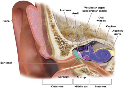 Structure of the Ear