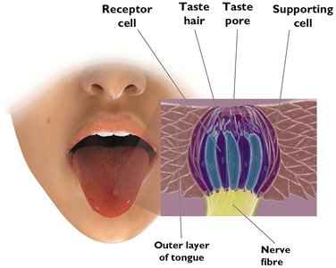 How We Detect Taste