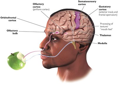 Olfactory and Gustatory Pathways in the Brain