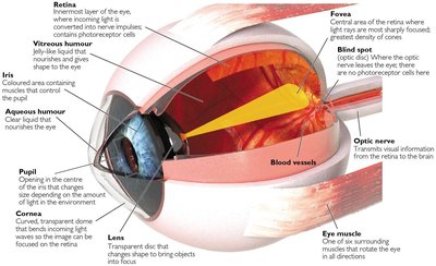 Structure of the Eye