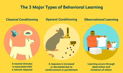 The 3 Major Types of Behavioral Learning: Classical Conditioning, Operant Conditioning, Observational Learning