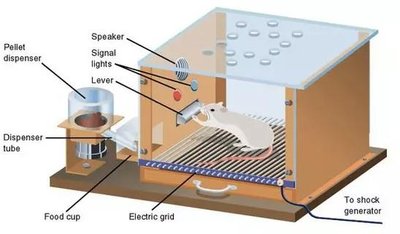 Skinner Box apparatus