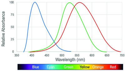 Trichromatic theory cone sensitivity curves