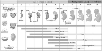 Timeline of prenatal development and organ formation
