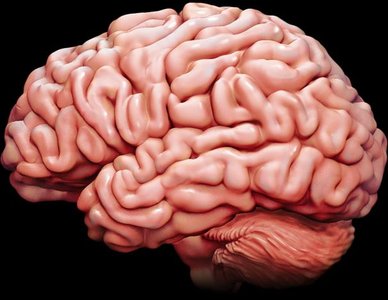 Human brain, representing physiological processes