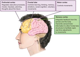 Labeled diagram of brain regions involved in adolescent development