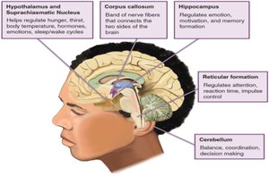 Diagram of brain structures and their functions in adolescence