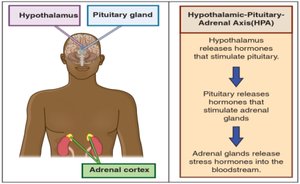 Diagram of the hypothalamic-pituitary-adrenal axis