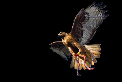 Bird in flight, symbolizing adaptation and natural selection