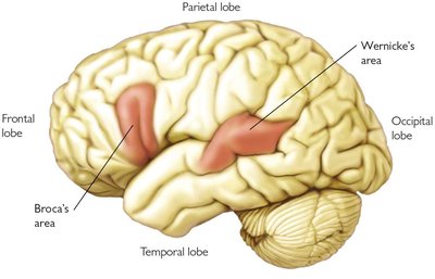 Brain diagram showing Broca's and Wernicke's areas