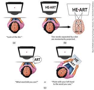 Split-brain experiment showing hemispheric processing of words