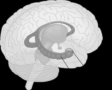 Brain diagram highlighting hippocampus and amygdala