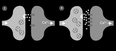 Diagram of synaptic changes in long-term potentiation
