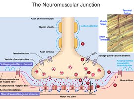 Neuromuscular junction structure and function