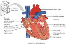 Heart anatomy and conduction system