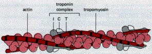 Actin, troponin, and tropomyosin complex