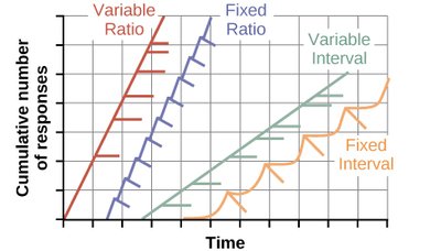Graph of reinforcement schedules and response patterns
