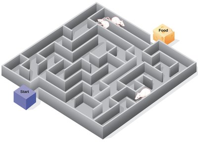 Rats navigating a maze to find food, illustrating cognitive maps